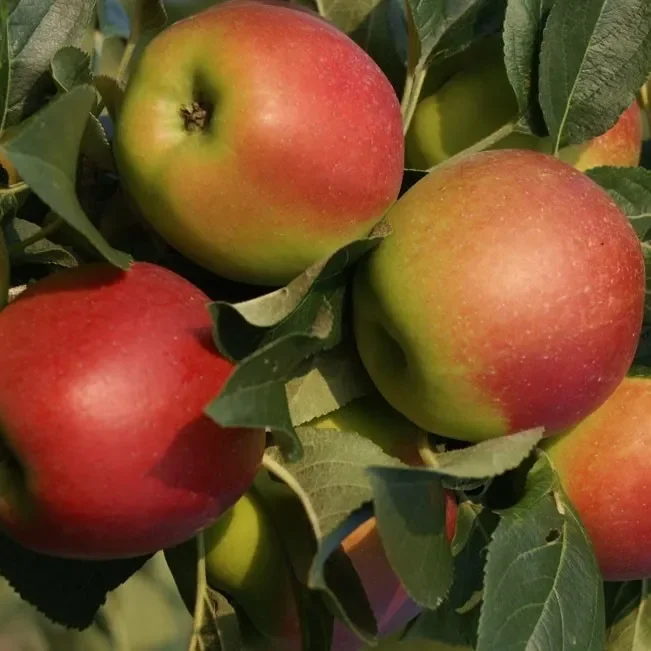 Säulenapfel Starline® Summertime (S)