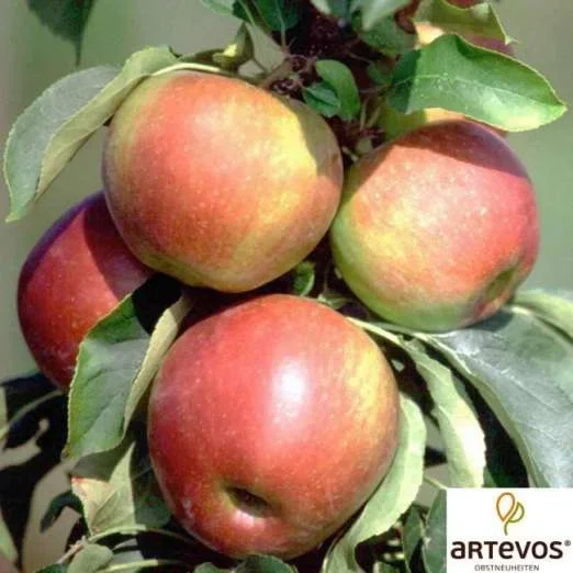 SäulenapfelLancelot® Pomforyou