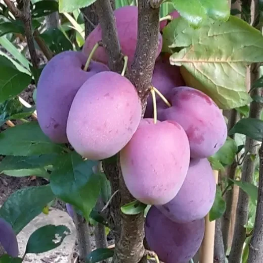Säulenmirabelle Ruby ® rote Mirabelle Buschbaum