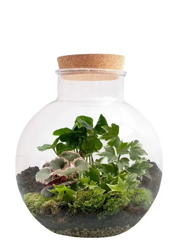 Saxifraga Spherical Flaschengarten – DIY Komplettset