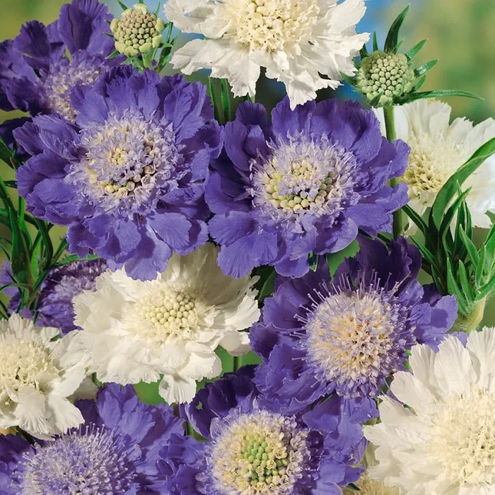 Scabiosa caucasica