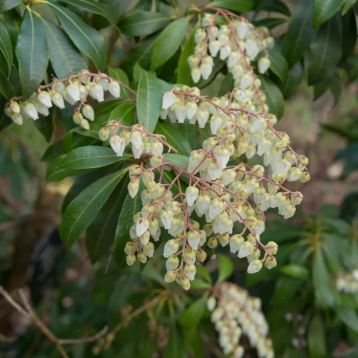 Scarlet O’Hara Pieris