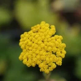Schafgarbe (Achillea ‚Coronation Gold‘)