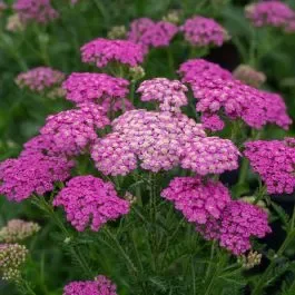 Schafgarbe ( Achillea millefolium) Pretty Belinda