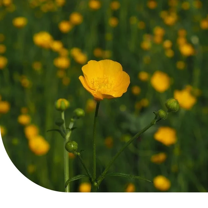 Scharfer Hahnenfuß – Ranunculus acris