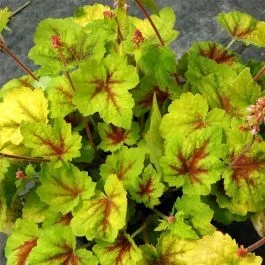Schaumglöckchen (Heucherella) Hot Spot