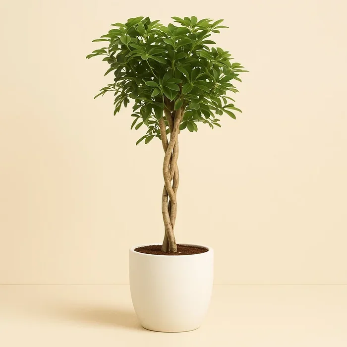 Schefflera Arb. Gold Capella – 130cm