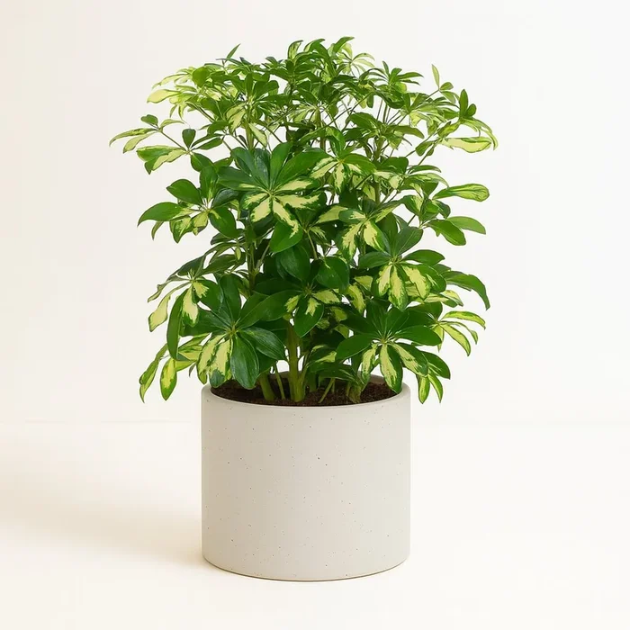 Schefflera Gerda – 55cm