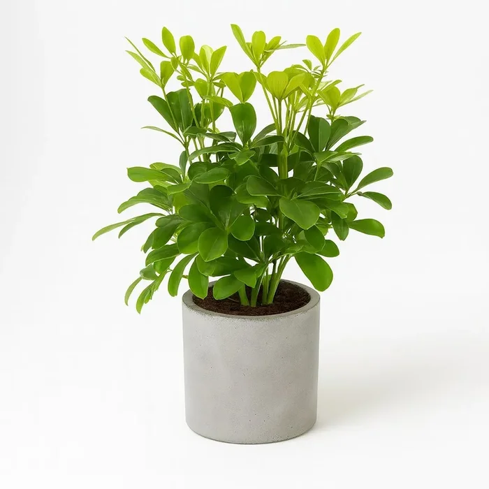 Schefflera Nora – 35cm
