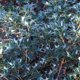 Scheinhulst (Osmanthus heterophyllus)