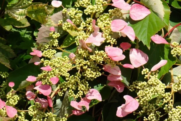 Schizophragma hydrangeoides ‚Roseum‘ (Spalthortensie)