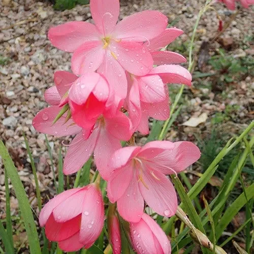 Schizostylis Coccinea ‚Deep Pink‘