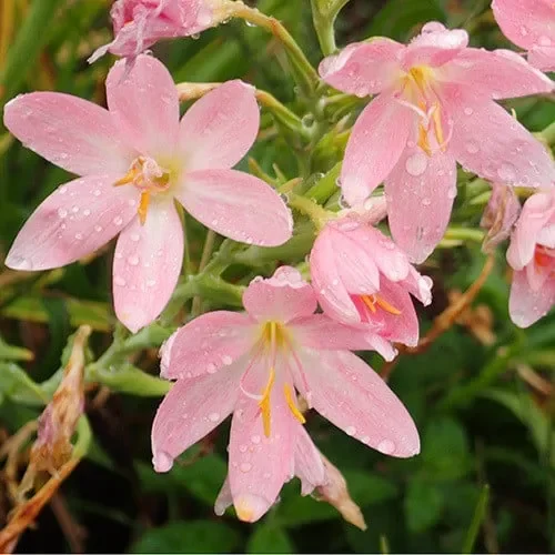 Schizostylis Coccinea Pale Pink