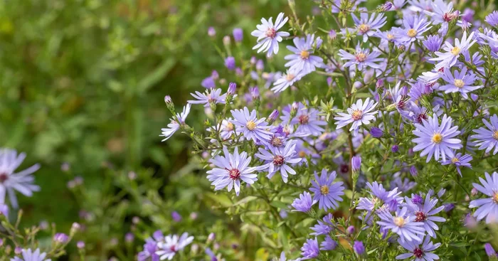 Schleier-Aster ‚Little Carlow‘