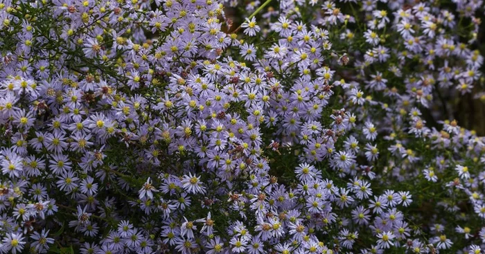Schleier-Aster ‚Photograph‘