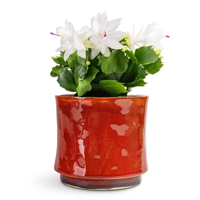 Schlumbergera – Christmas Cactus – White