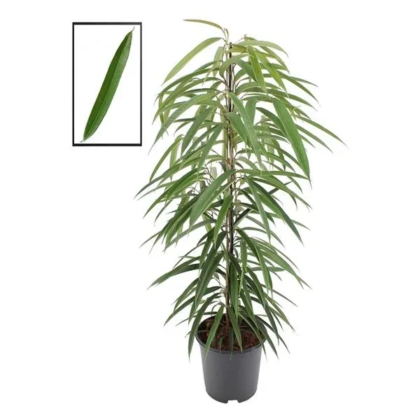 Schmalblättrige Birkenfeige ‚Alii‘ 120-130 cm – Ficus binnendijkii ‚Alii‘
