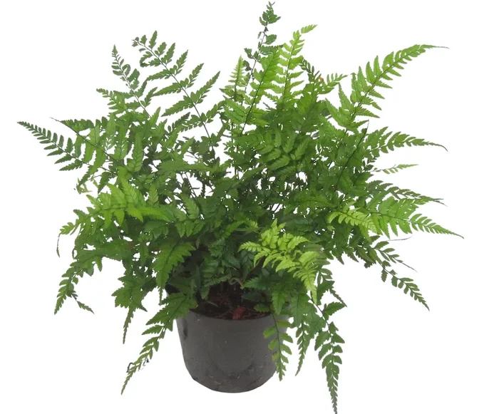 Schmaler Schildfarn – Polystichum tsus-simense