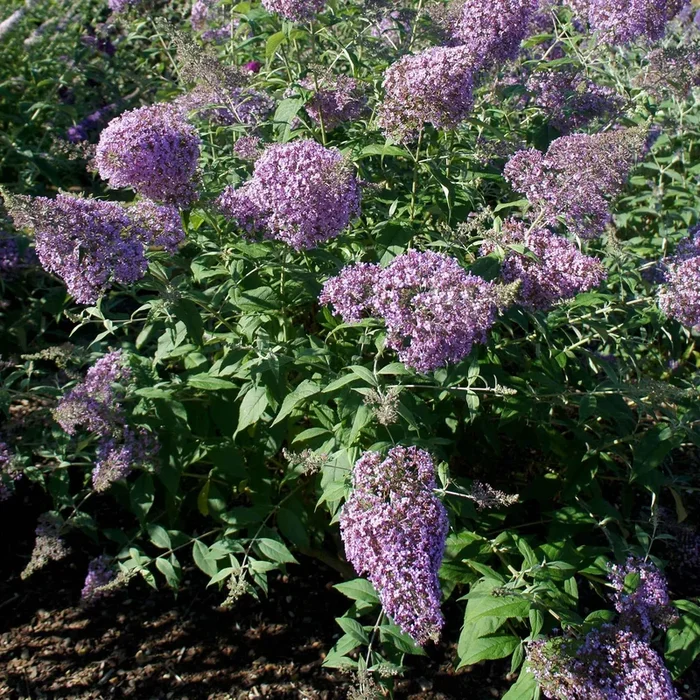 Schmetterlingsflieder ‚Gulliver‘