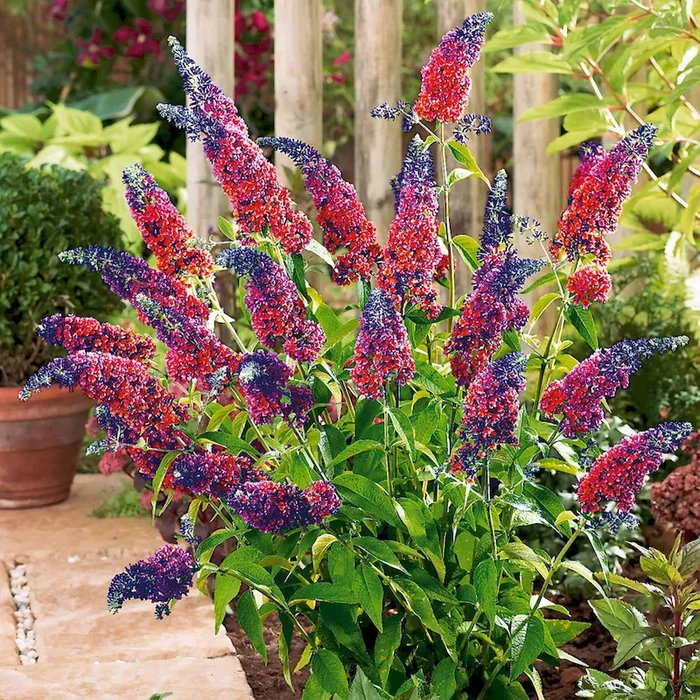 Schmetterlingsflieder Buddleia Flower Power – Bestellnummer 3318877