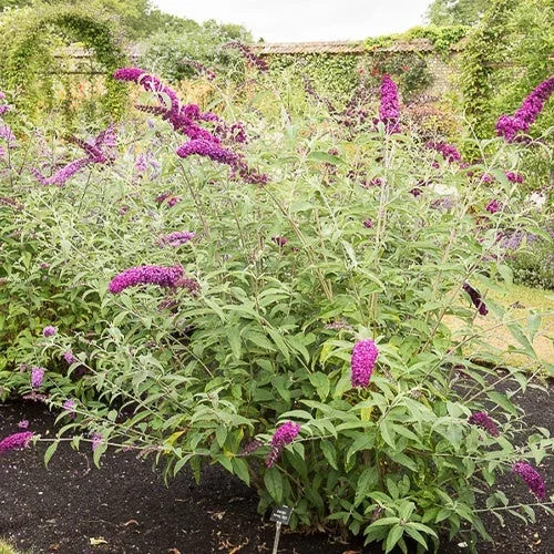 Schmetterlingsflieder Buddleja ‚Royal Red‘