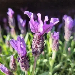 Schmetterlingslavendel (Lavandula stoechas)