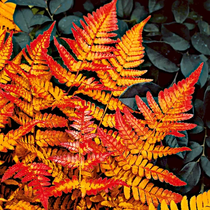 Schmuckfarn ‚Brilliance‘ Dryopteris erythrosora – Bestellnummer 1152451