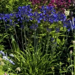 Schmucklilie (Agapanthus) Blitz Prestige