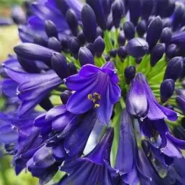 Schmucklilie (Agapanthus) Midnight Sky