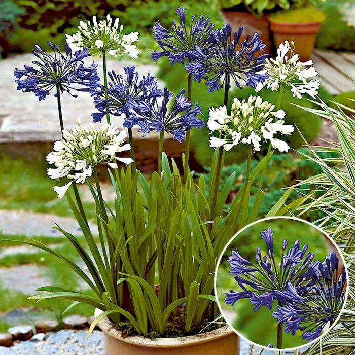 Schmucklilien, Blauviolett Agapanthus praecox – Bestellnummer 5561705