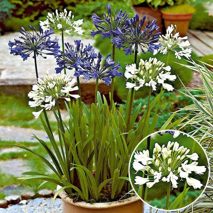Schmucklilien, Weiß Agapanthus praecox – Bestellnummer 5561894