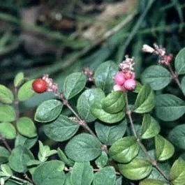 Schneebeere (Symphoricarpos chenaultii ‚Hancock‘)