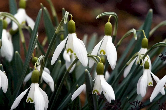 Schneeglöckchen, Galanthus nivalis