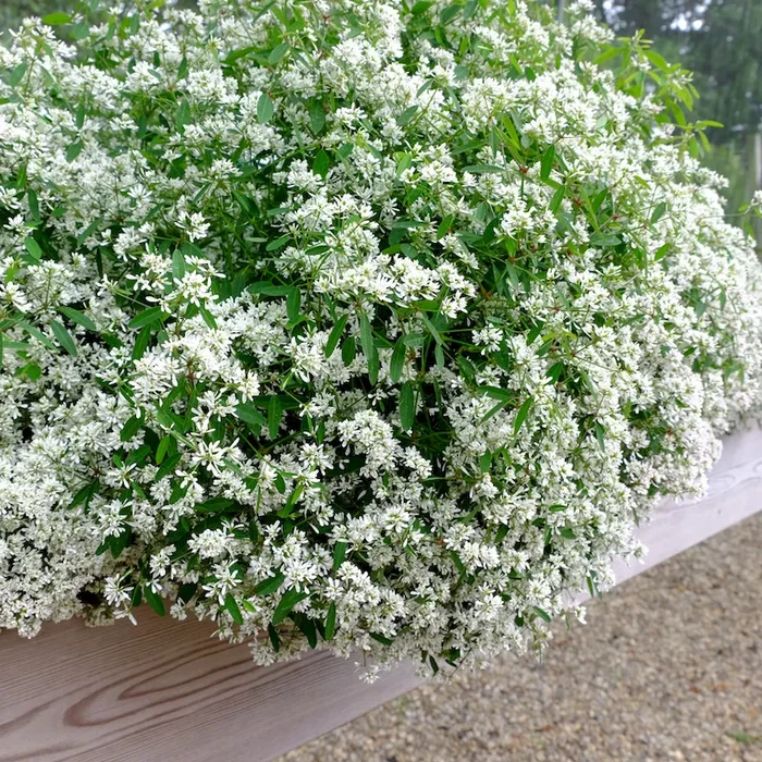 Schneekönigin ‚Diamond Cloud™‘ Euphorbia – Bestellnummer 6607157