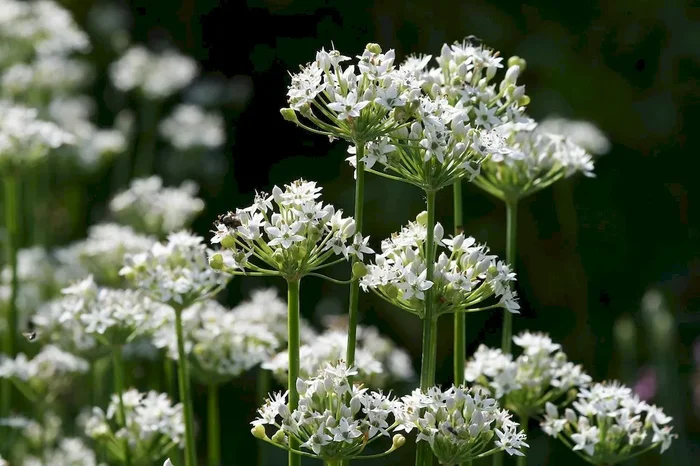 Schnittknoblauch (Bio-Saatgut), Allium tuberosum