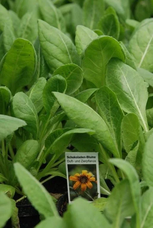 Schokoladenblume, gelb – Berlandiera lyriata