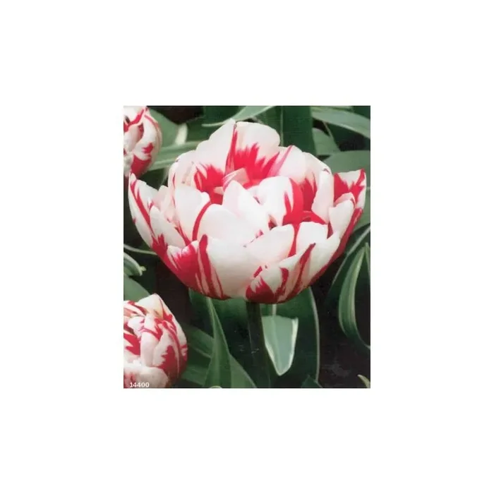 Schön duftender TULIPS BULBS Karneval