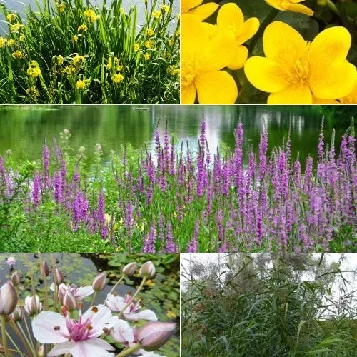 Schwanenblume, Dotterblume, Weiderich, Schilfrohre (x5)