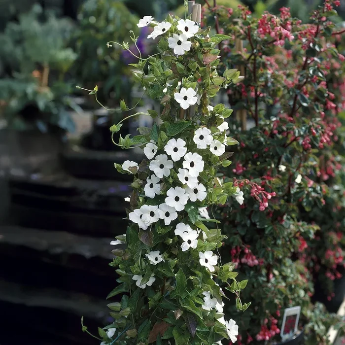 Schwarzäugige Susan mit weißen Blüten