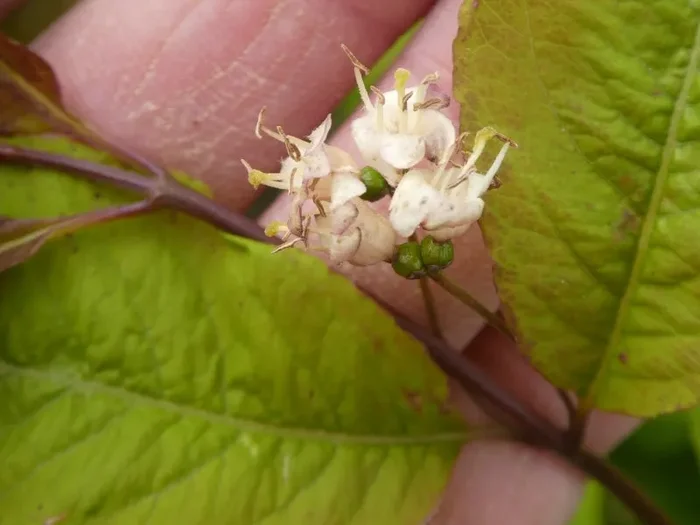 Schwarze Heckenkirsche (Lonicera nigra)