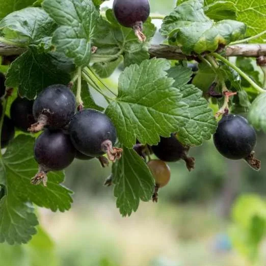 Schwarze JohannisbeereNoiroma