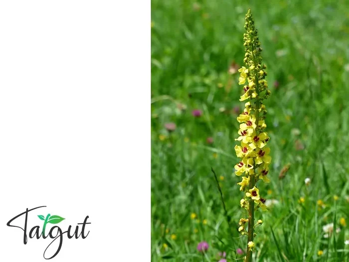 Schwarze Königskerze. Einzeltüte mit samenfesten Wildblumensamen