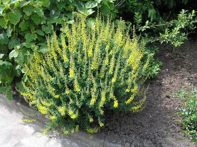 Schwarzer Ginster „Cyni“ (Cytisus nigricans)