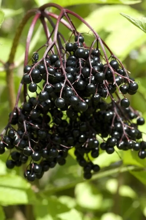 Schwarzer Holunder, Sambucus nigra ‚Haschberg‘