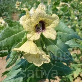 Schwarzes Bilsenkraut – Hyoscyamus niger