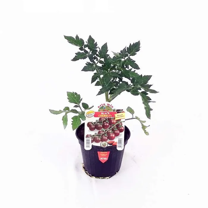 Schwarzkirschtomaten 10cm Topf