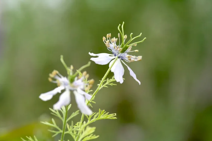 Schwarzkümmel (Saatgut), Nigella sativa