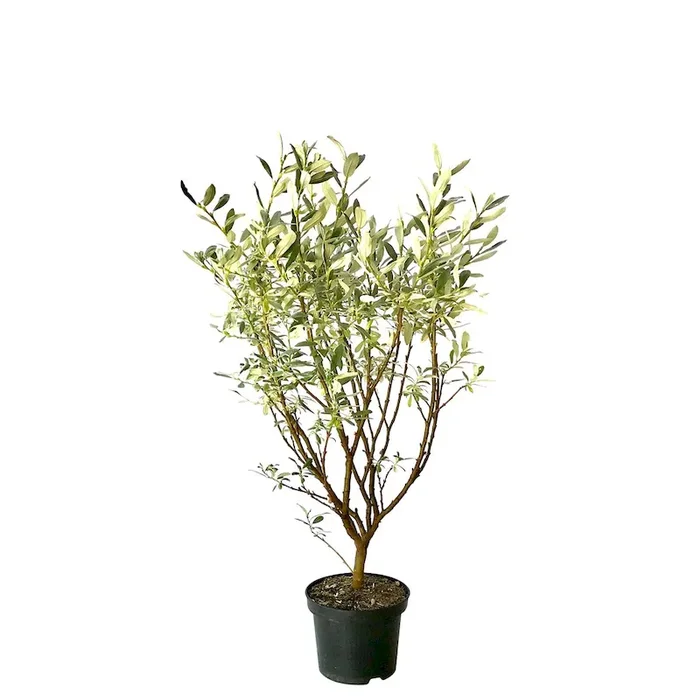 Schweizer Weide Zwergweide – Salix helvetica