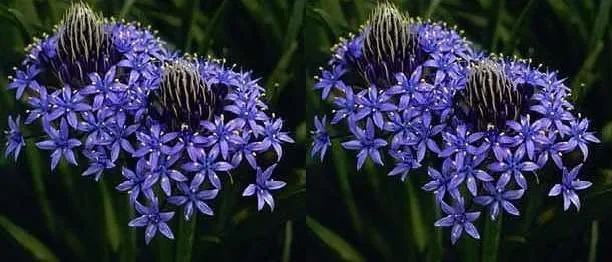 Scilla cf odorata dark blue