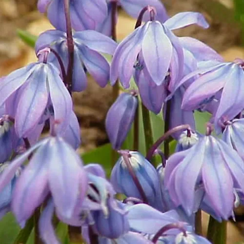 Scilla Greilhuberi